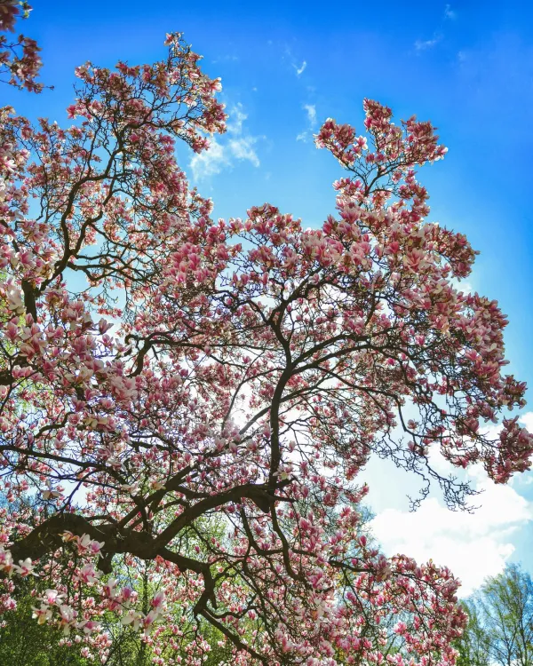 Beautiful north Georgia Magnolia trees and shrubs