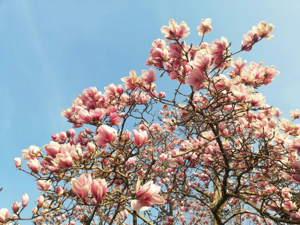 Beautiful Magnolia tree | north Georgia fall planting trees and shrubs