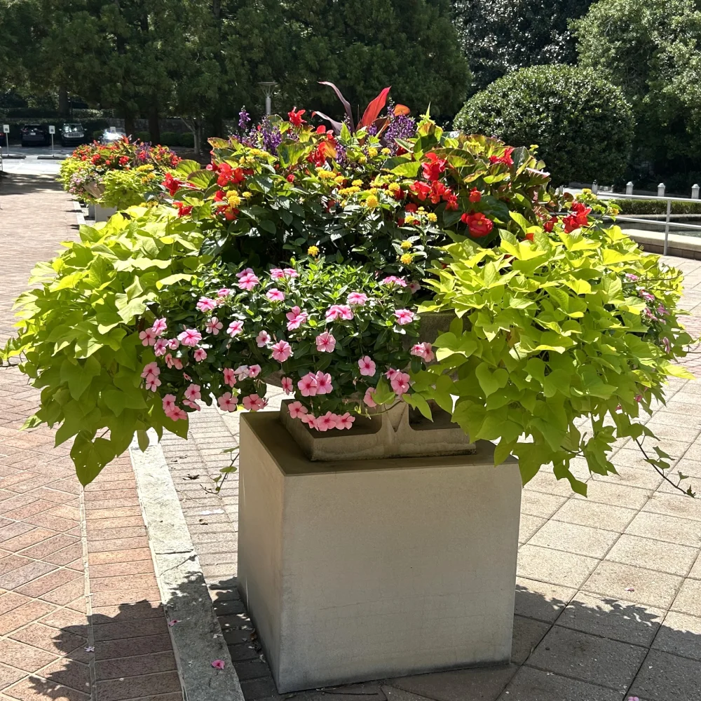 Beautiful fall container garden in DeKalb County in north metro Atlanta Georgia