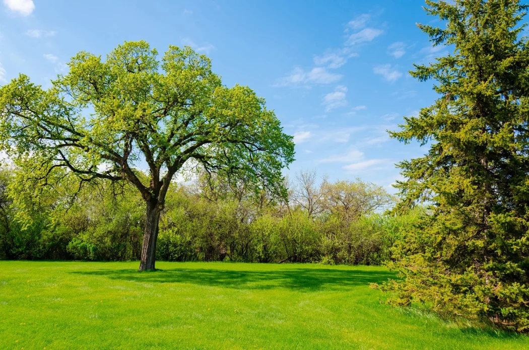 As temperatures drop in late summer and early fall, cool-season grasses peak in growth. These grasses include northern favorites such as Kentucky bluegrass, perennial ryegrass and tall and fine fescues. 
