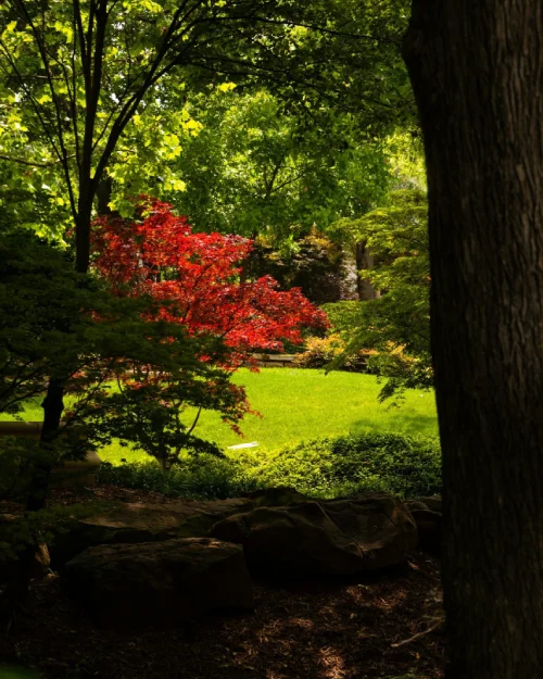 Delicate leaves and graceful branching make Japanese Maples one of the most artistic additions to any garden.