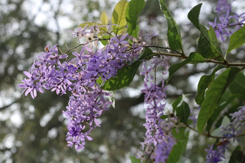 Known for its stunning late-summer color, the Crape Myrtle thrives across North Georgia.