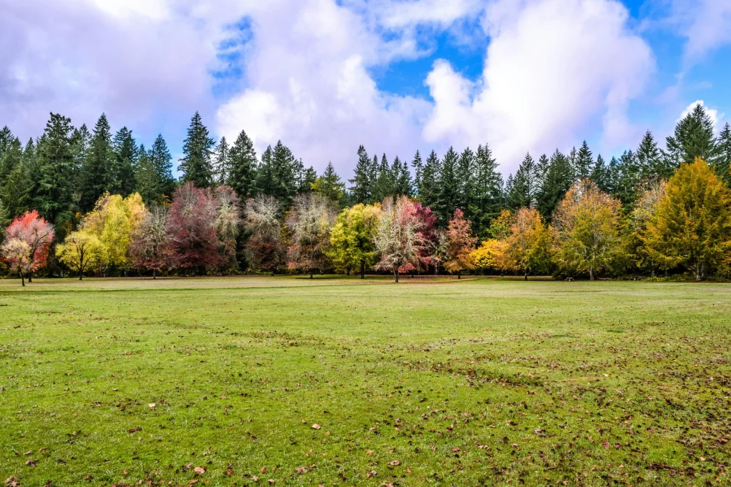 Atlanta winter landscaping Norcross, Peachtree Corners, Snellville, Sugar Hill, and Suwanee